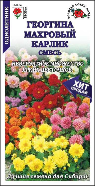 Георгина Махровый карлик смесь однолетник 0,2г (Золотая Сотка) Георгина Махровый карлик смесь однолетник 0,2г (Золотая Сотка)
