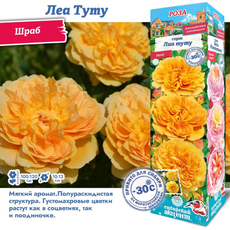 Роза Леа Туту (Шраб) 1шт (Сиб сад)