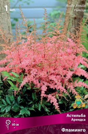 Астильба Фламинго 1шт (Поиск)