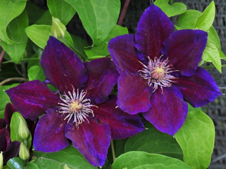 Клематис Юлька (туба Р9) 1шт (Колорлайн)