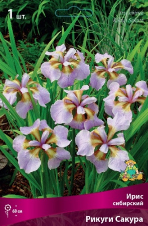 Ирис Рикуги Сакура (Сибирский) 1шт (Поиск)
