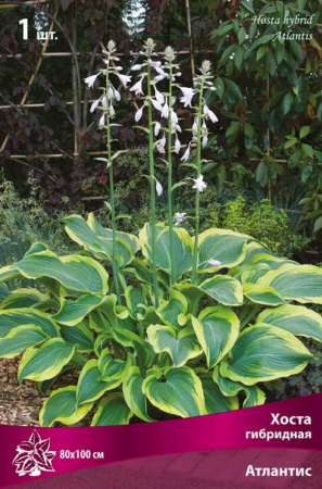 Хоста Атлантис 1шт (Поиск)