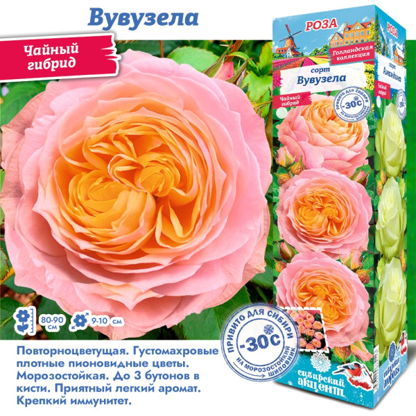 Роза Вувузелла (Чайно-гибридная) 1шт (Сиб сад)