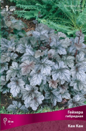 Гейхера Кан Кан 1шт (Поиск)
