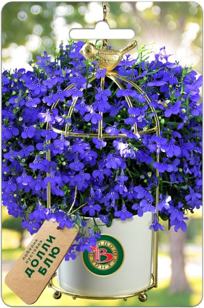 Лобелия Долли Блю кустовая однолетник 10шт (Биотехника)