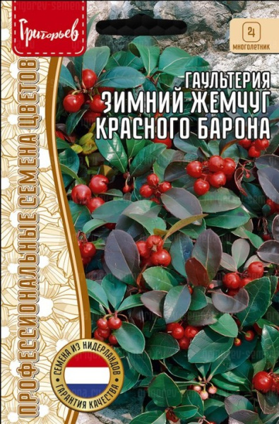 Гаультерия Зимний Жемчуг Красного Барона 5шт (Ред.сем)