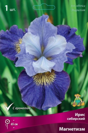 Ирис Магнетизм (Сибирский) 1шт (Поиск)