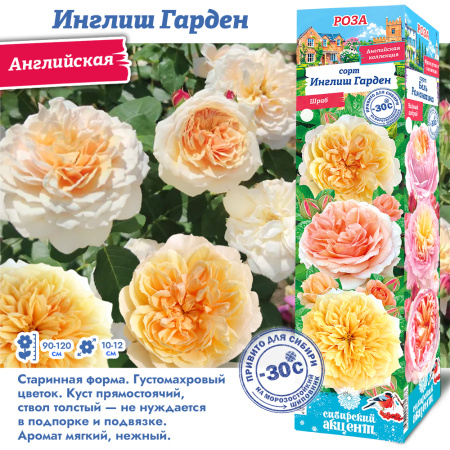 Роза Инглиш Гарден (Английская) 1шт (Сиб сад)