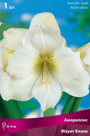 Амариллис Монблан 24/26 1шт (Поиск)