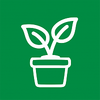 Комнатные цветы Комнатные цветы