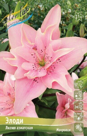 Лилия Элоди (Азиатская/Махровая) 12/14 5шт (Колорлайн)
