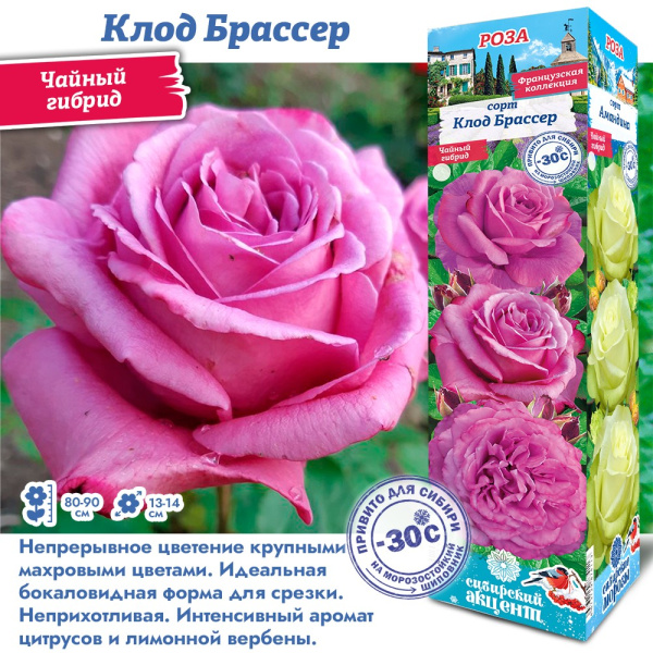 Роза Клод Брассер (Чайно-гибридная) 1шт (Сиб сад)