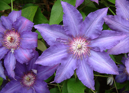 Клематис Мария Луиза (капер) 1шт (Поиск)