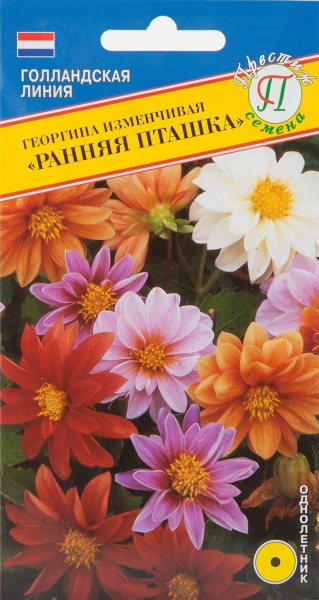 Георгина Ранняя Пташка однолетник 20шт (Престиж) Георгина Ранняя Пташка однолетник 20шт (Престиж)