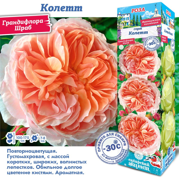 Роза Колетт (Грандифлора/Шраб) 1шт (Сиб сад)
