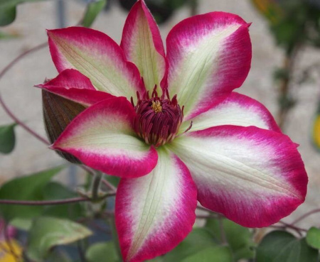 Клематис Пикоти (коробка) 1шт (Поиск)