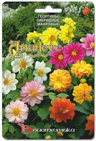 Георгина Амадеус однолетник  20шт(Биотехника) Георгина Амадеус однолетник  20шт(Биотехника)