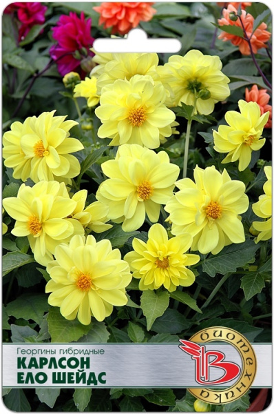 Георгина Карлсон Ело Шейдс 10шт (Биотехника) Георгина Карлсон Ело Шейдс 10шт (Биотехника)