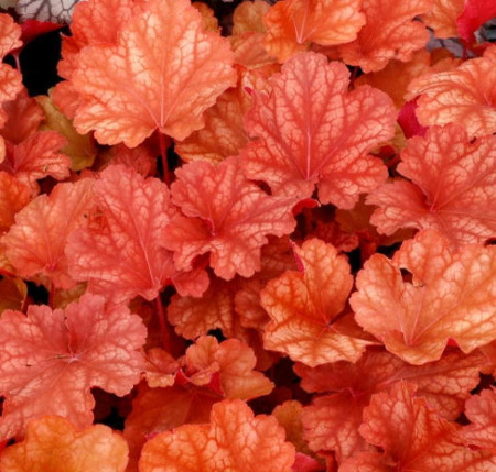 Гейхера Рио 1шт (Поиск)