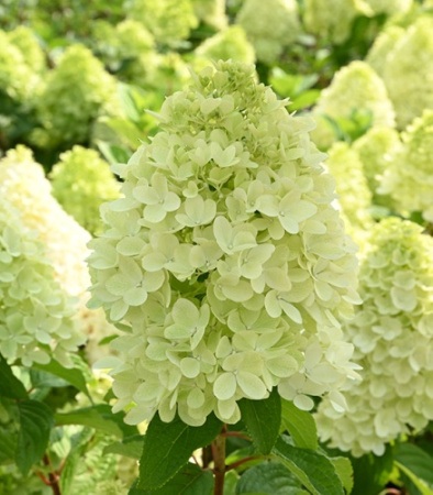 Гортензия Паненка (Метельчатая) 1шт (Поиск)