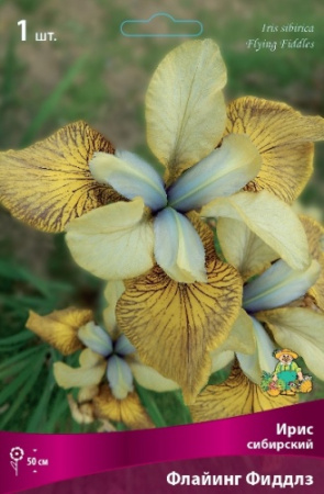 Ирис Флайинг Фиддлз (Сибирский) 1шт (Поиск)