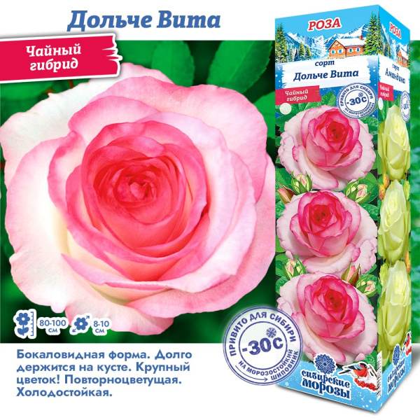 Роза Дольче Вита (Чайно-гибридная) 1шт (Сиб сад)