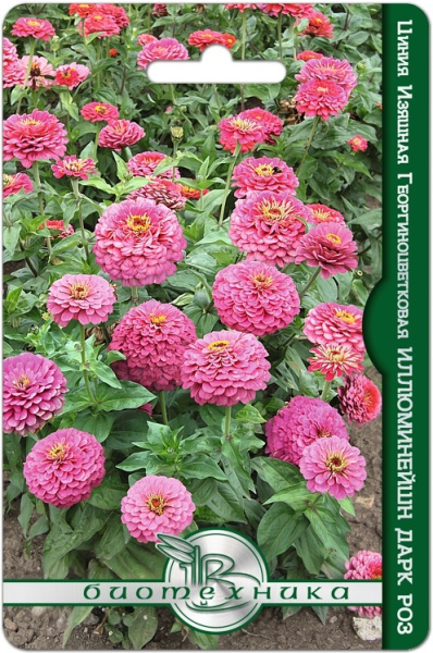 Цинния Иллюминейшн Дарк Роз изящная георгиноцветковая 50шт (Биотехника) 