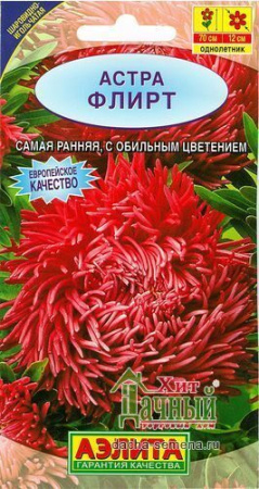 Астра Флирт шаров-игольч (Аэлита)