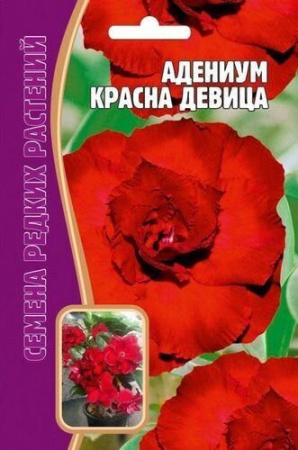Адениум Красная Девица 3шт (Ред.Сем) Адениум Красная Девица 3шт (Ред.Сем)