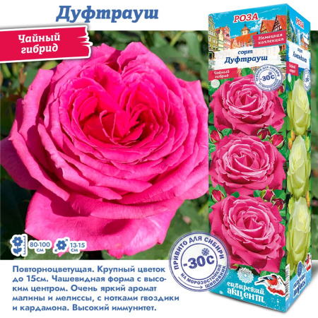 Роза Дуфтрауш (Чайно-гибридная) 1шт (Сиб сад)