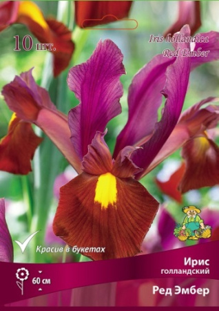 Ирис Ред Эмбер (Голландский) 8/+ 10шт (Поиск)