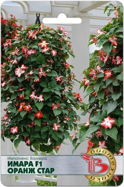 Импатиенс (бальзамин) Валлера Имара F1 Оранж Стар 8шт (Биотехника)