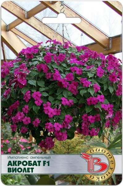 Импатиенс (бальзамин) Акробат F1 Виолет однолетник 8шт (Биотехника)
