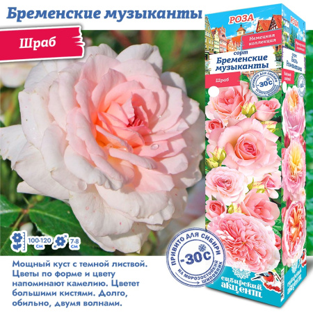 Роза Бременские Музыканты (Шраб) 1шт (Сиб сад)