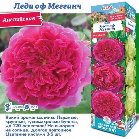 Роза Леди оф Меггинч (Английская) 1шт (Сиб сад)