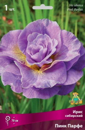 Ирис Пинк Парфе (Сибирский) 1шт (Поиск)