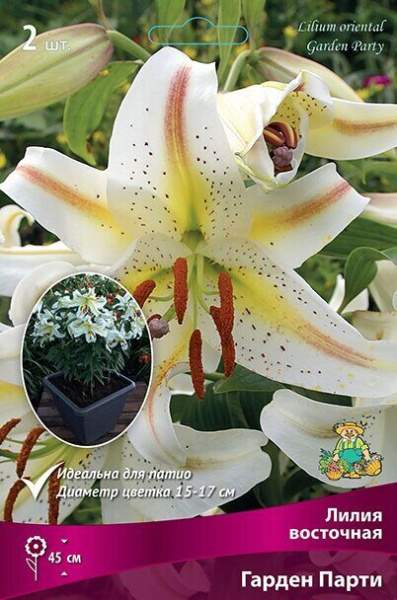Лилия Гарден Парти (Восточный гибрид) 12/14 2шт (Поиск)