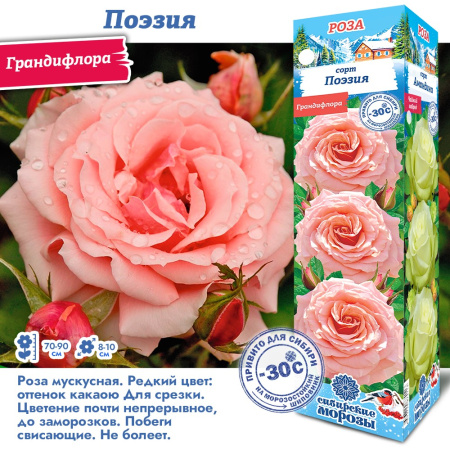 Роза Поэзия (Грандифлора) 1шт (Сиб сад)