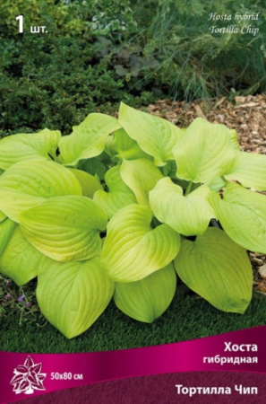 Хоста Тортилла Чип 1шт (Поиск)