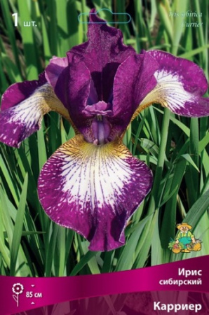 Ирис Карриер (Сибирский) 1шт (Поиск)