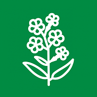 Флоксы Флоксы