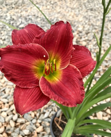 Лилейник Ред Хот Ритернз 2шт (Поиск)