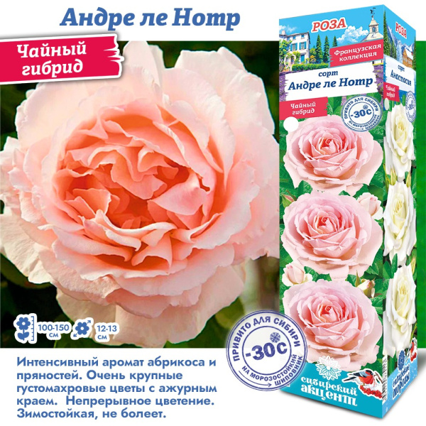 Роза Андре ле Нотр (Чайно-гибридная) 1шт (Сиб сад)