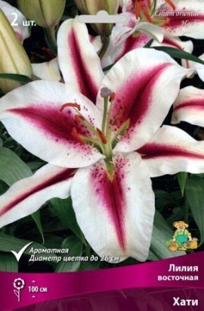 Лилия Хати (Восточный гибрид) 12/14 2шт (Поиск)