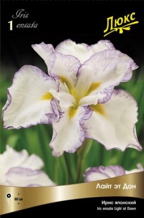Ирис Лайт эт Дон (Японский) 1шт (Поиск)