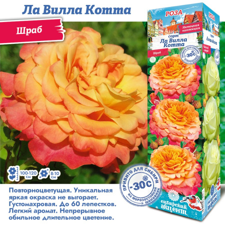 Роза Ла Вилла Котта (Шраб) 1шт (Сиб сад)