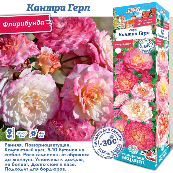 Роза Кантри Герл (Флорибунда) 1шт (Сиб сад)